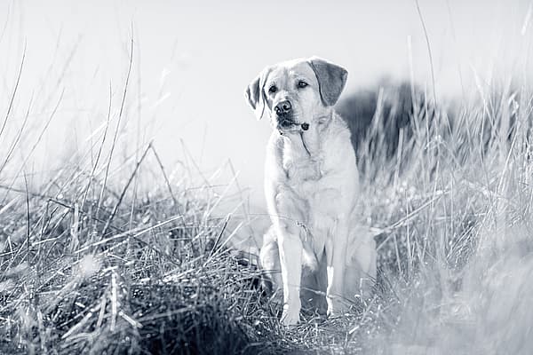 Een hond die in lang gras zit.