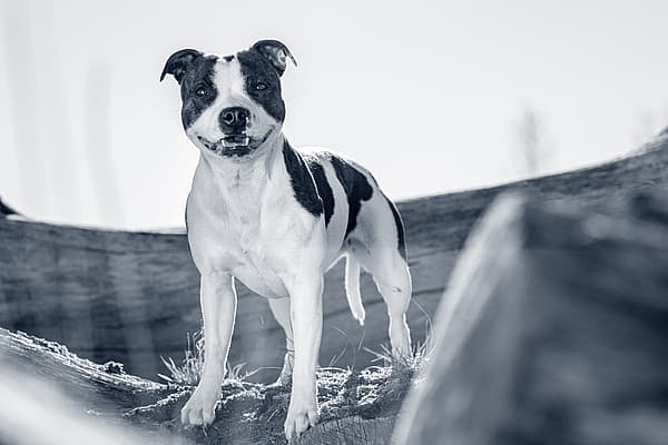 Een hond die zich op een rots bevindt.