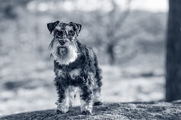 Een hond die zich op een rots bevindt.