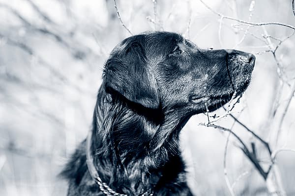Een hond die omhoog naar een boom kijkt.