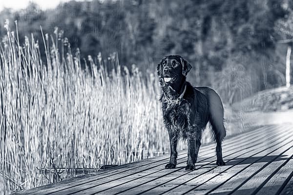 Een hond die zich op een houten dok bevindt.
