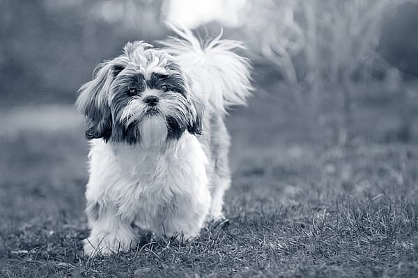 Een hond die zich op gras bevindt.