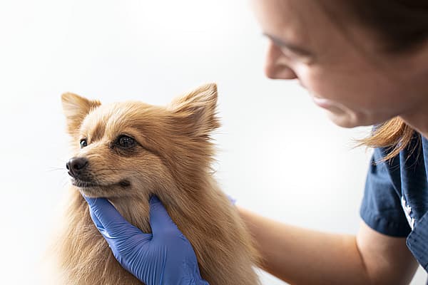 Een persoon die een hond aanraakt.