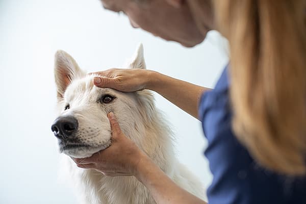 Een persoon die een hond aait.