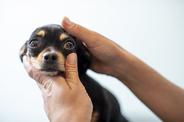 Een persoon die een hond vasthoudt.