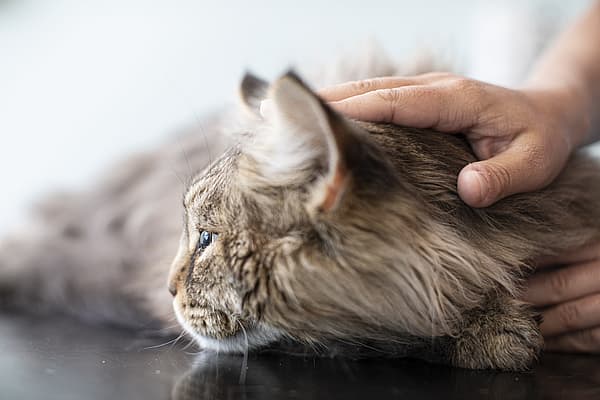 Een hand die een kat aait.