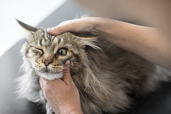 Een persoon die een kat aait.