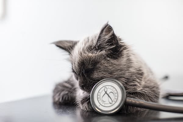 Een kat liggend op een tafel naast een stethoscoop.