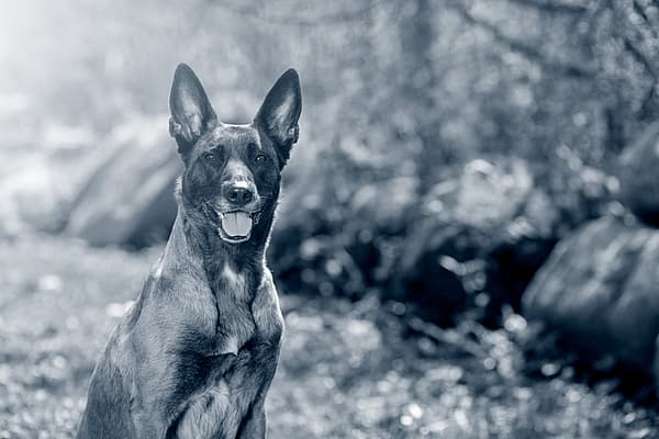Een hond die in het bos zit.