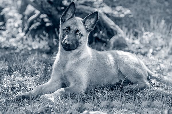 Een hond die in het gras ligt.
