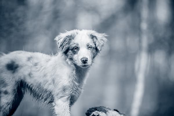 Een hond die zich op een boomstam bevindt.
