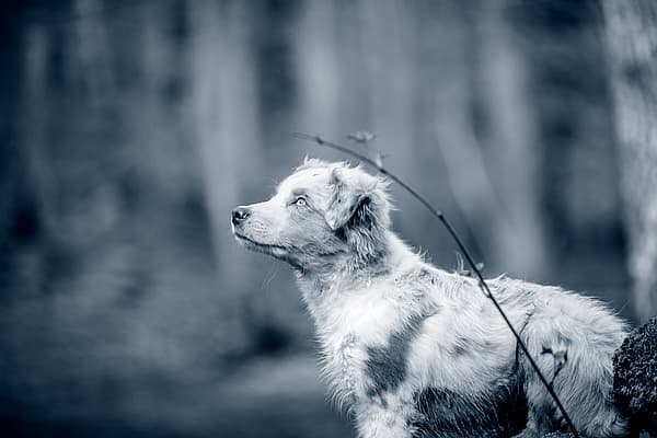 Een hond die zich in het bos bevindt.
