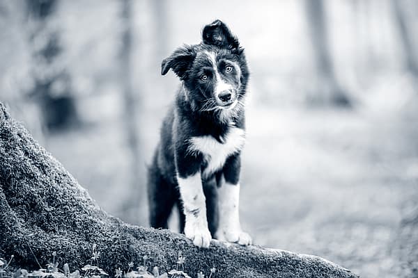 Een hond die zich op een boomstam bevindt.