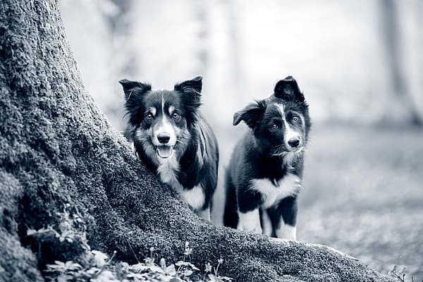 Twee honden die zich naast een boom bevinden.
