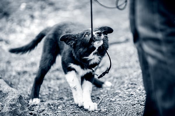 Een hond aan de lijn.