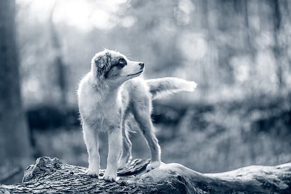 Een hond die zich op een boomstam bevindt.