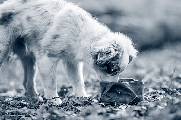 Een hond die aan een klein voorwerp snuift.