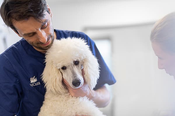 Een persoon die een witte hond vasthoudt.