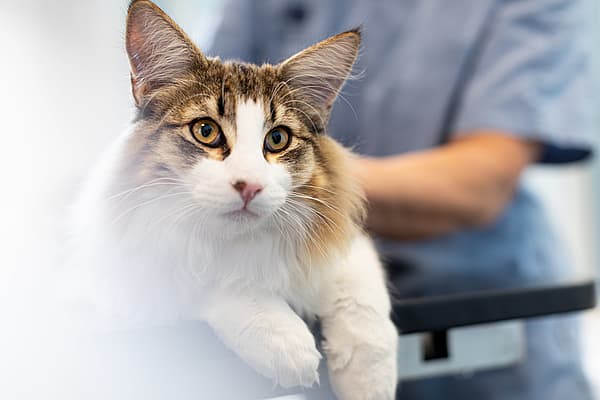 Een kat met gele ogen.