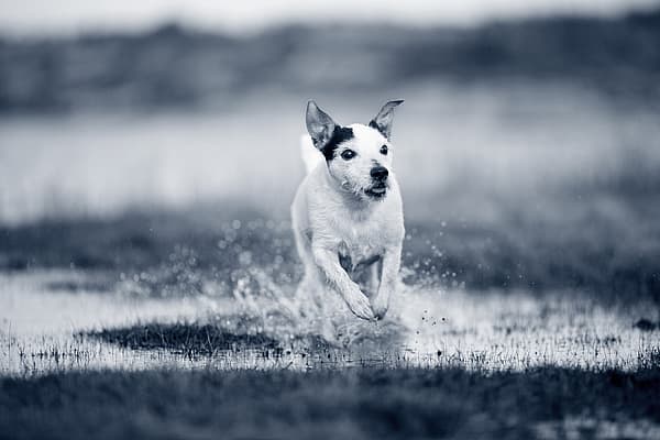 Een hond die door het water rent.