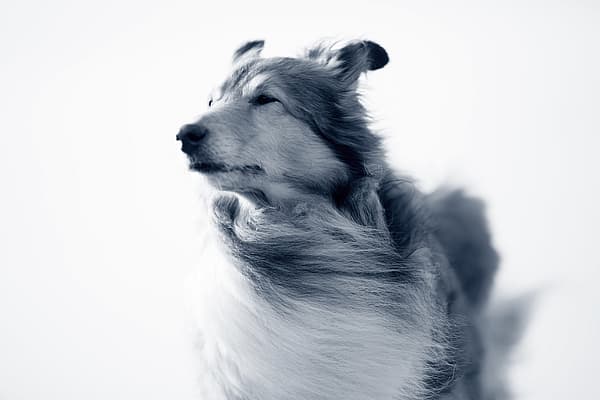 Een hond met lang haar.