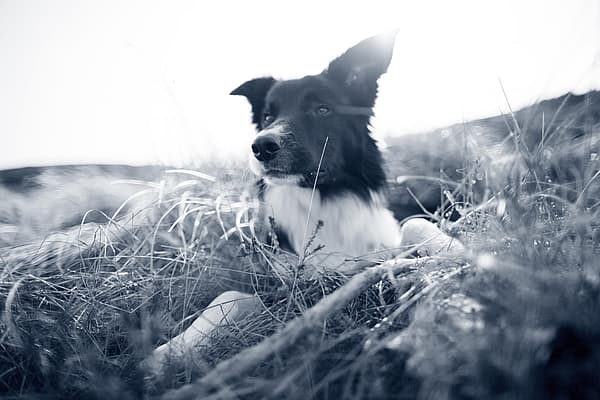 Een hond die in het gras ligt.