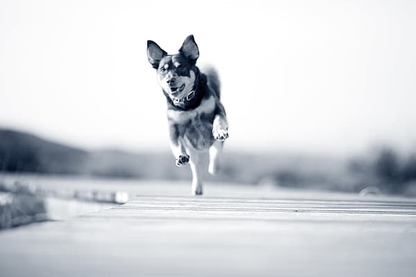 Een hond die op een dok loopt.