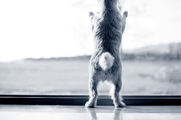 Een hond die zich op zijn achterpoten bevindt.