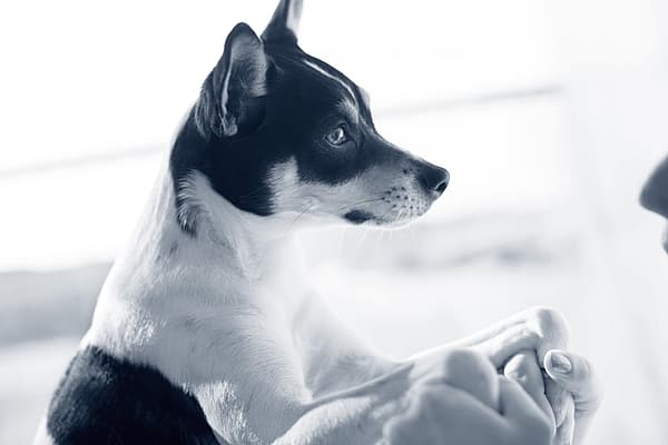 Een hond die iemands poot bekijkt.