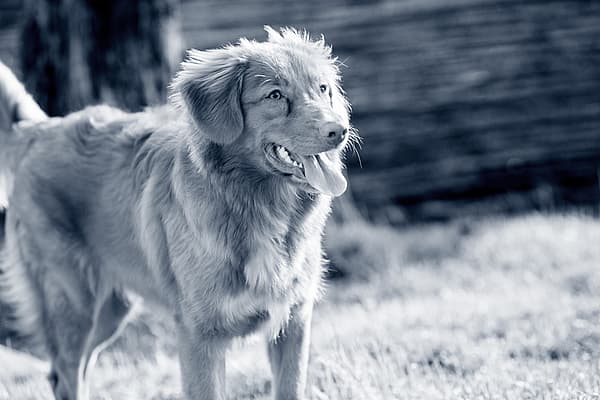 Een hond die zich in het gras bevindt.