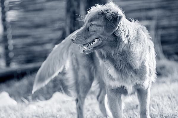 Een hond die zich in het gras bevindt.