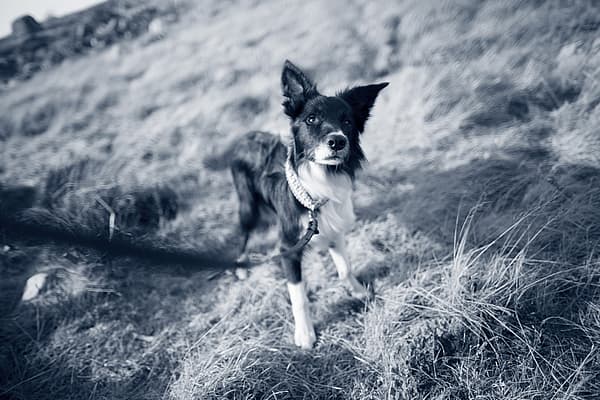 Een hond aan de lijn.