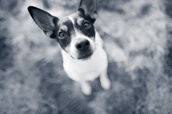 Een hond die omhoog naar de camera kijkt.