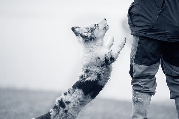 Een hond die naar een persoon springt.