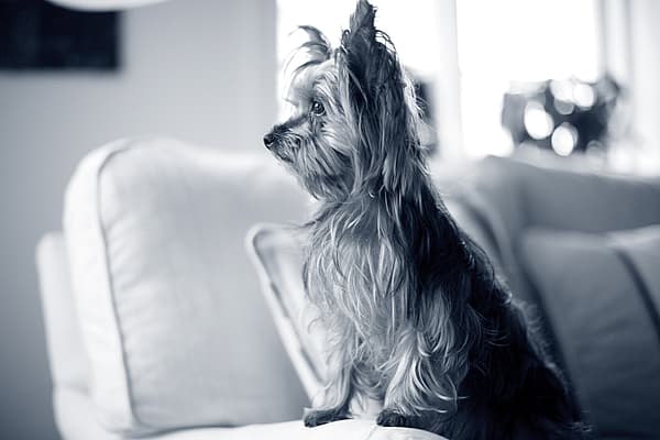 Een hond zittend op een bank.