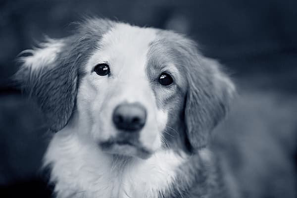 Een close-up van een hond.