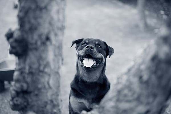 Een hond met zijn mond open.
