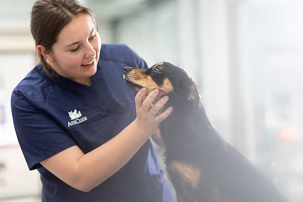 Een persoon die een hond aait.