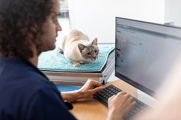 Een persoon die achter een computer zit.