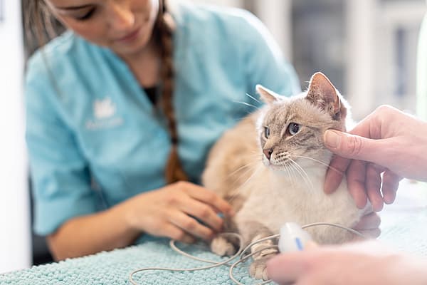 Een persoon die een kat vasthoudt.