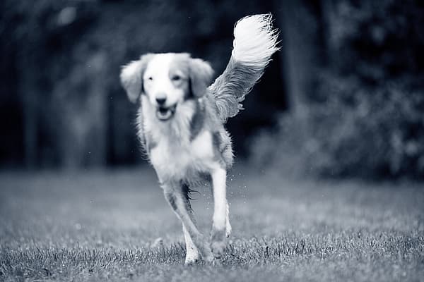 Een hond die op gras loopt.