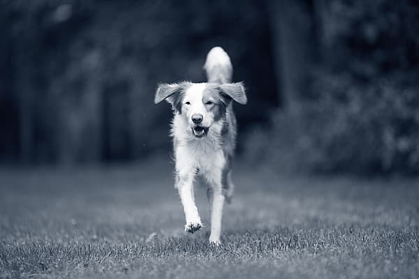 Een hond die op gras loopt.