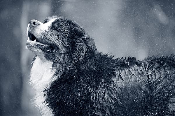 Een hond die zich in de regen bevindt.