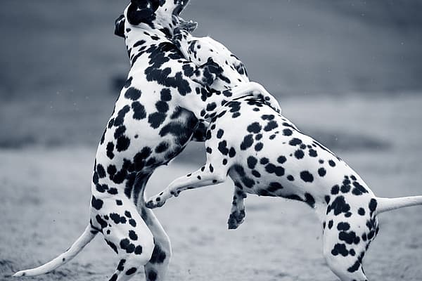 Twee honden die met elkaar spelen.