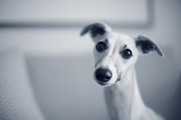 Een hond die de camera bekijkt.