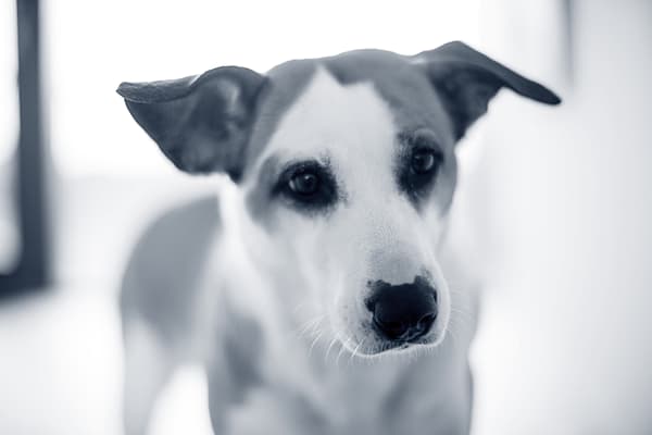 Een close-up van een hond.