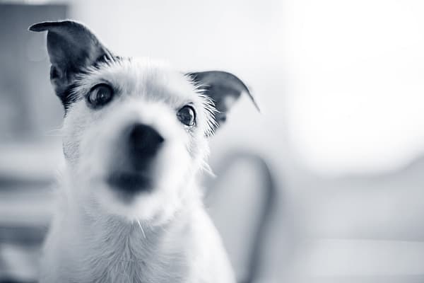 Een close-up van een hond.
