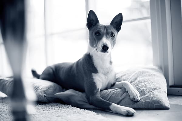 Een hond die op een kussen ligt.