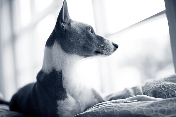 Een hond liggend op een bed.