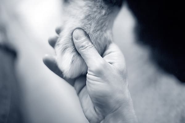 Een persoon die een poot van een kat vasthoudt.
